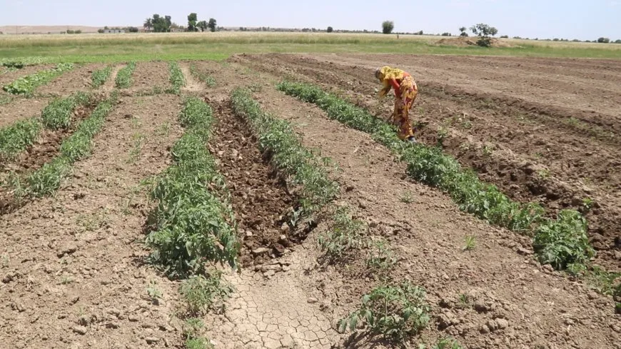 Çandina sebzeyên havînê li Dêrazorê dest pê kir