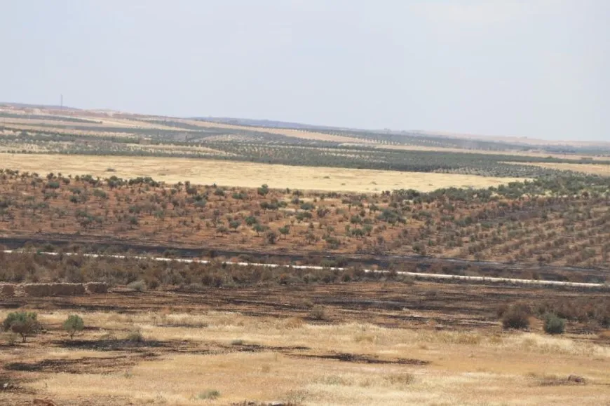 Hezar û 500 hêktar û zêdetirî 18 hezar darên zeytûnê şewitîn