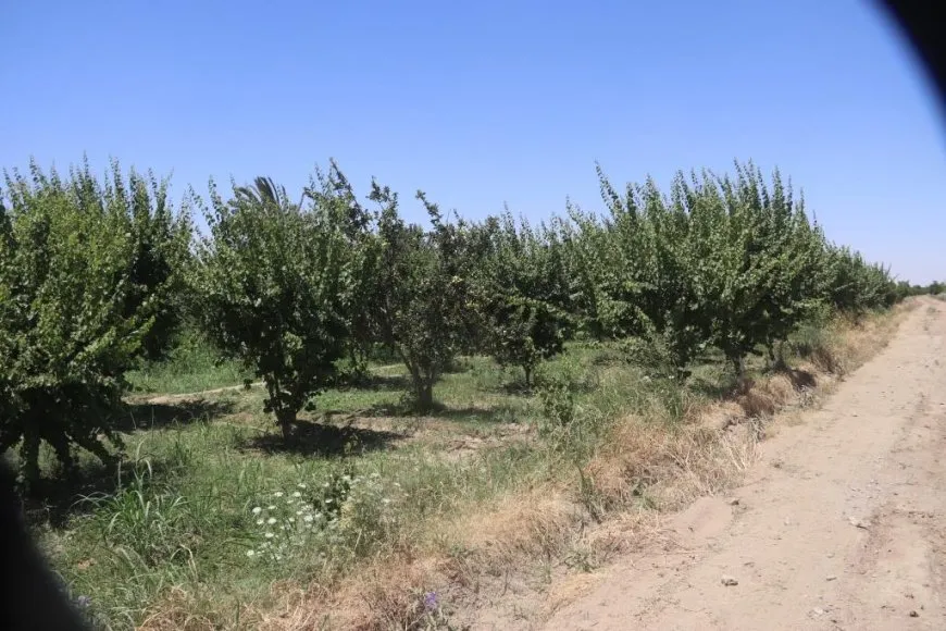Cotkarên El Sûsê fêkiyên curbecur diçînin