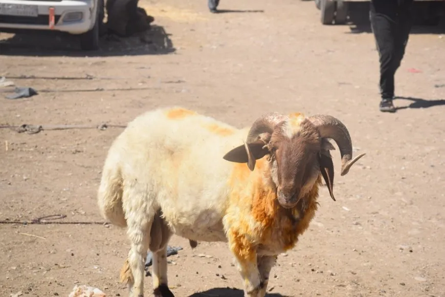 Bi hatina cejna Qurbanê re rewşa bazarên sewalan