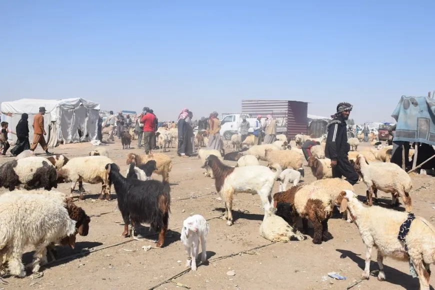 Bi hatina cejna Qurbanê re rewşa bazarên sewalan
