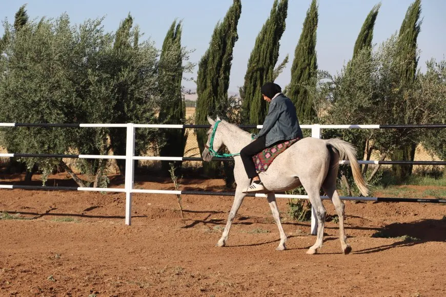 Siwara hespê Erebî 