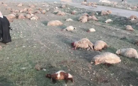 Di êrişa DAIŞ'ê de şivanek hat kuştin