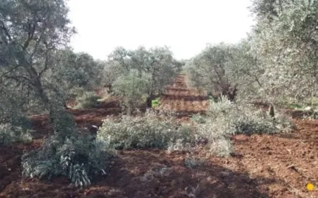 Li Efrînê talankirina xwezayê didome; bi sedan dar birîn