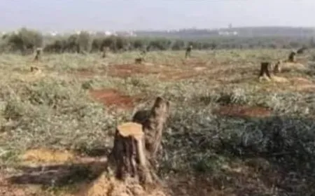 Dagirkeran 50 darên berhemdar birîn