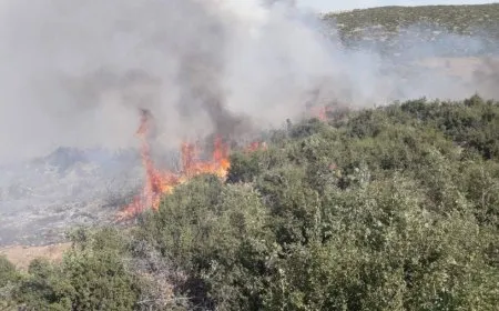 7 roj e çiya û deştên Efrînê dişewitin