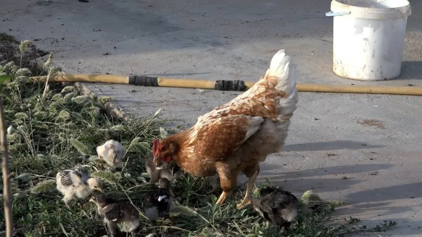Dîmenên kêferata jiyanê li Tirbespiyê