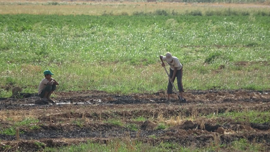 Gerînendetiya Çandiniyê ya Girê Spî destekê dide cotkaran