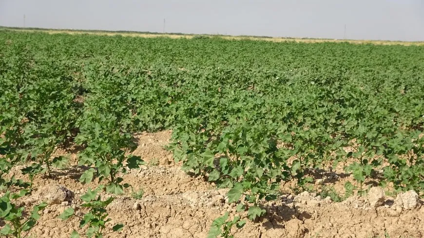 Gerînendetiya Çandiniyê ya Girê Spî destekê dide cotkaran