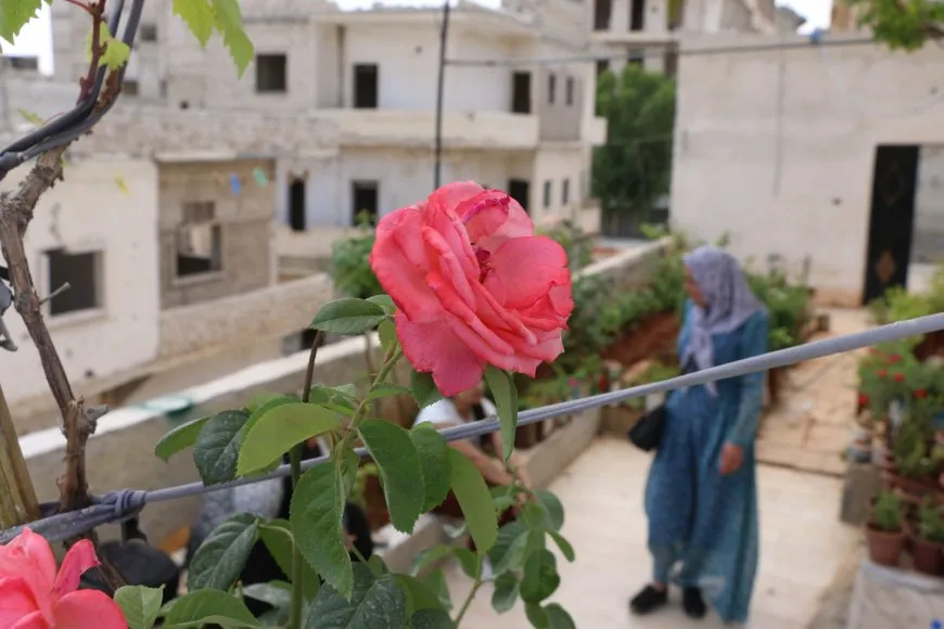 Mîna sembola vegerê dareke zeytûnê li pêş mala xwe çand