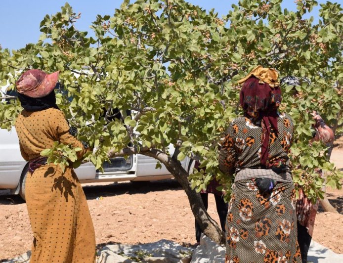 Li Kobanê berhevkirina fistiqan dest pê kir