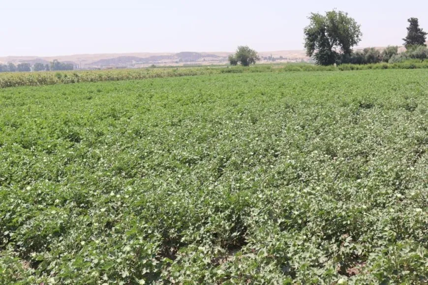 Cotkarên pembo îsal geşbîn in