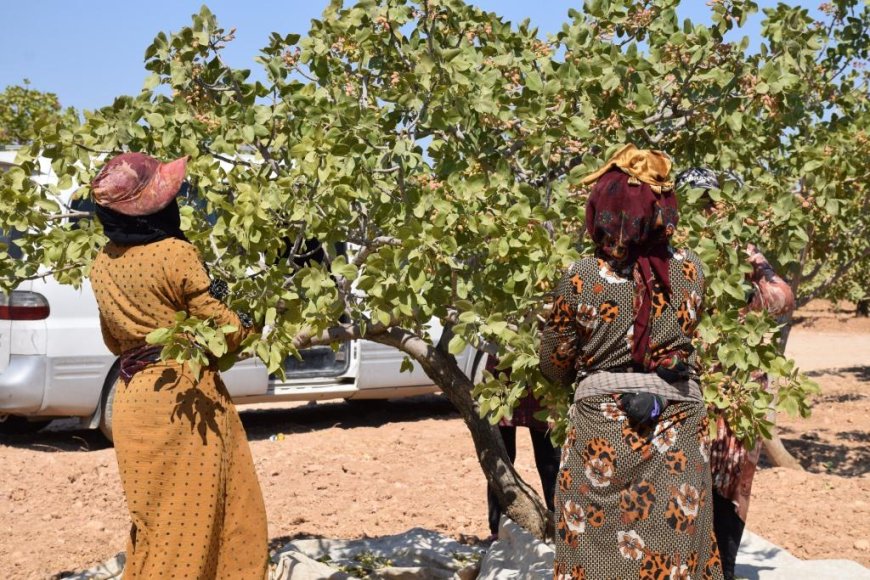 Li Kobanê berhevkirina fistiqan dest pê kir