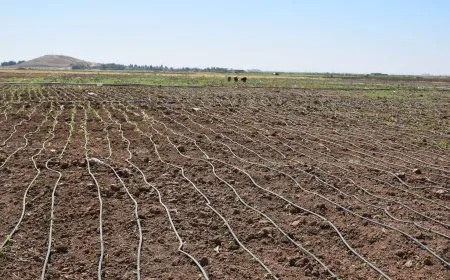 Çandina sebzeyan li herêmê hilberîneke baş dide
