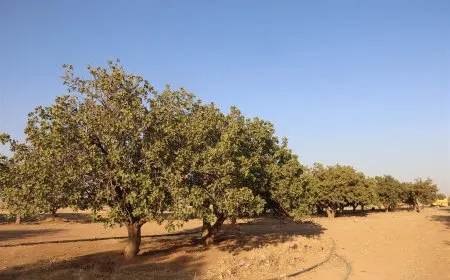 Li Dirbêsiyê baxê yekane yê fistiqên helebê