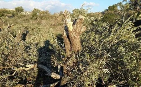 Çeteyan welatiyek revand û 150 dar birîn