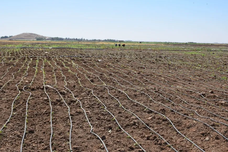 Çandina sebzeyan li herêmê hilberîneke baş dide