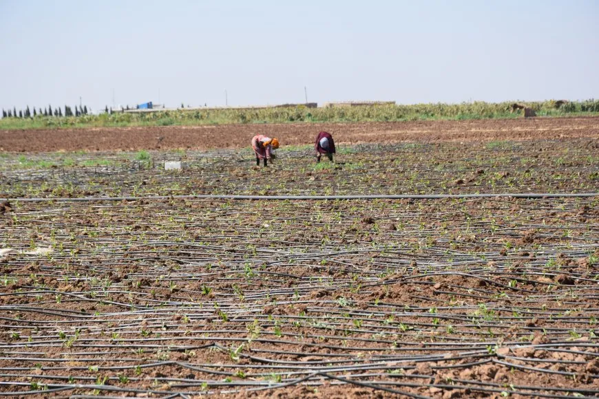Çandina sebzeyan li herêmê hilberîneke baş dide