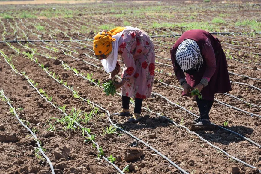 Çandina sebzeyan li herêmê hilberîneke baş dide