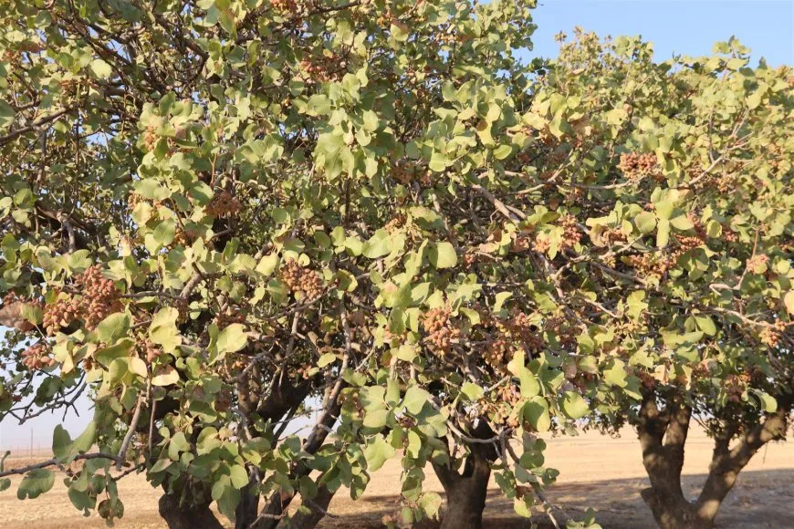 Li Dirbêsiyê baxê yekane yê fistiqên helebê