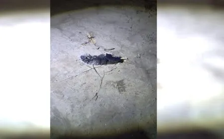 Bi çekên giran gundên kantona Efrîn û Şehba tên topbarankirin