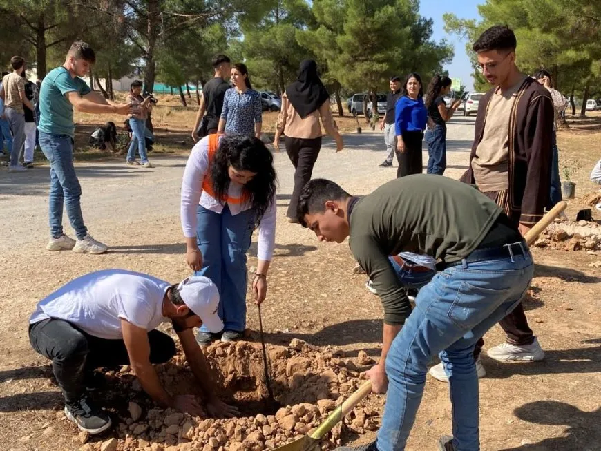 Komên şanoyê dar çandin