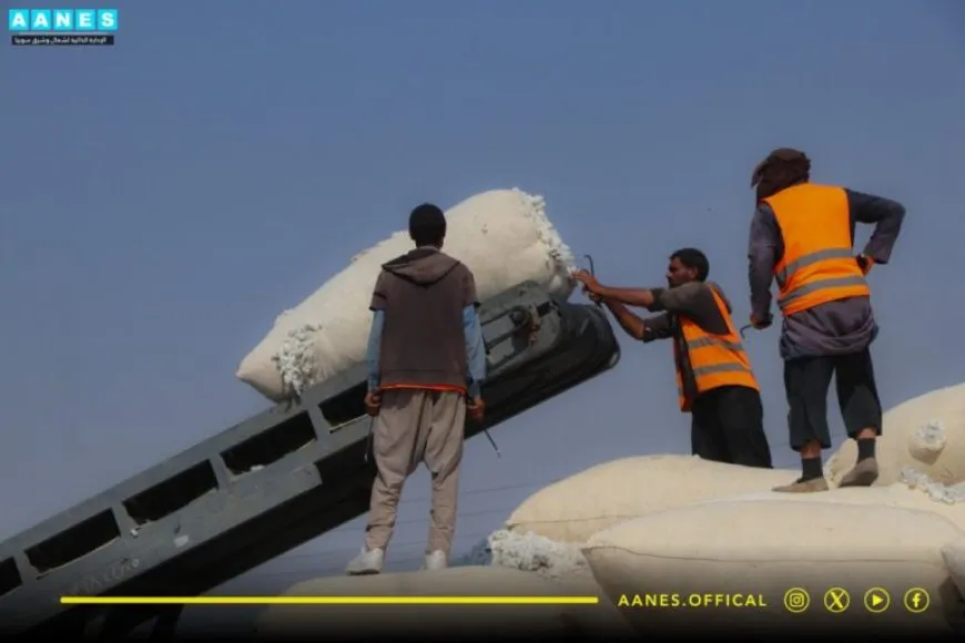 Rêveberiya Xweser 8 hezar 600 ton pembo wergirtiye