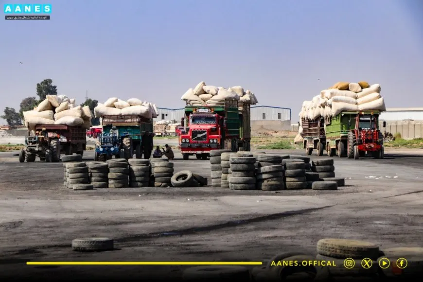 Rêveberiya Xweser 8 hezar 600 ton pembo wergirtiye
