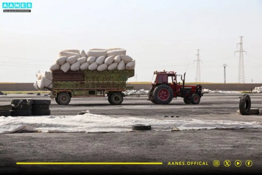 Rêveberiya Xweser 8 hezar 600 ton pembo wergirtiye