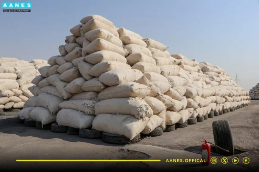 Rêveberiya Xweser 8 hezar 600 ton pembo wergirtiye