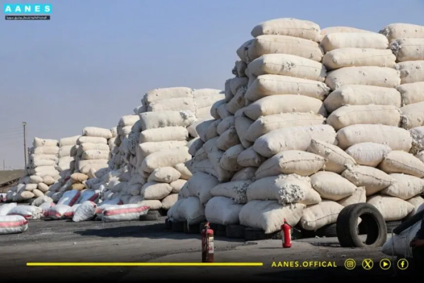 Rêveberiya Xweser 8 hezar 600 ton pembo wergirtiye