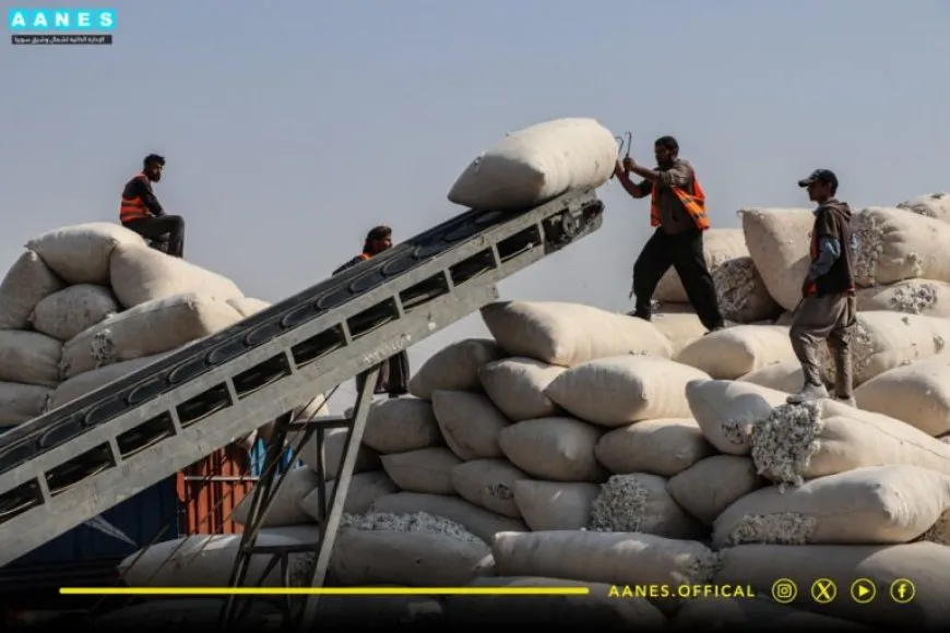 Rêveberiya Xweser 8 hezar 600 ton pembo wergirtiye