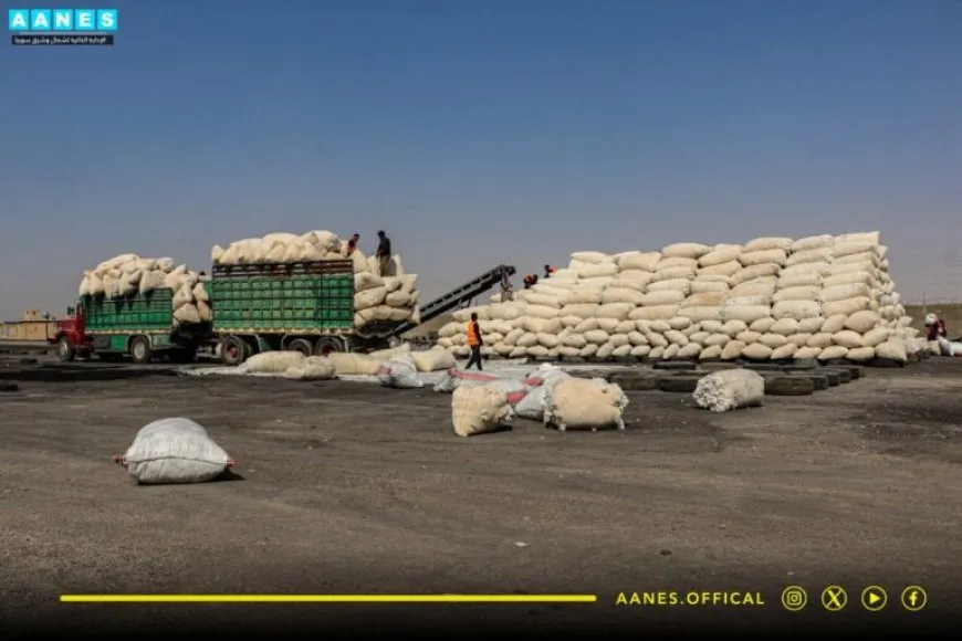 Rêveberiya Xweser 8 hezar 600 ton pembo wergirtiye