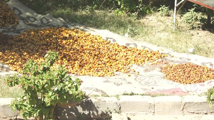 Bajarokê Baxozê pêdiviya xwe ji xurmeyan peyda dike