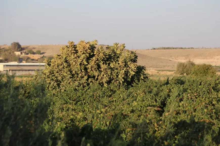 Piştî ku dewleta Tirk av girt darên li ber çemê Xabûrê tên birîn