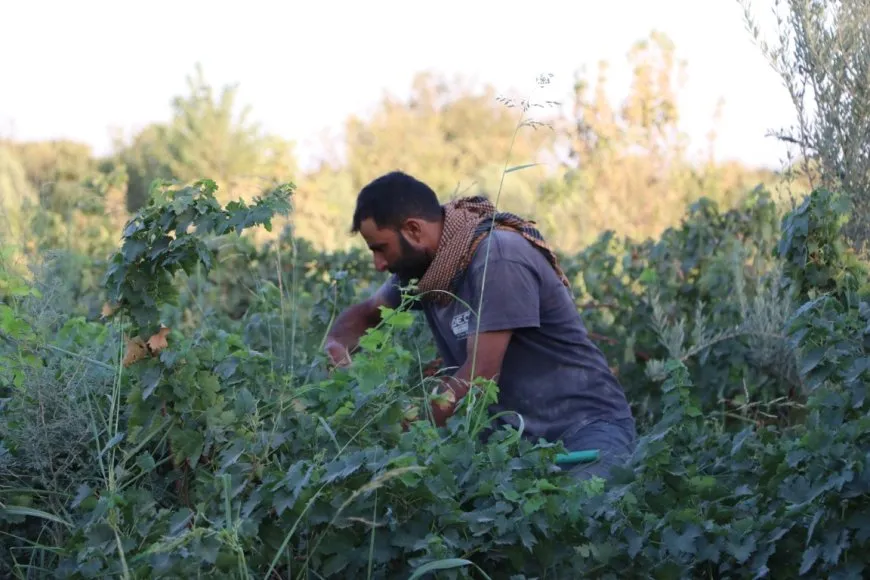 Piştî ku dewleta Tirk av girt darên li ber çemê Xabûrê tên birîn