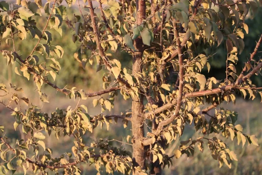 Piştî ku dewleta Tirk av girt darên li ber çemê Xabûrê tên birîn