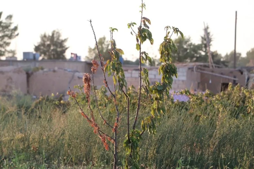Piştî ku dewleta Tirk av girt darên li ber çemê Xabûrê tên birîn