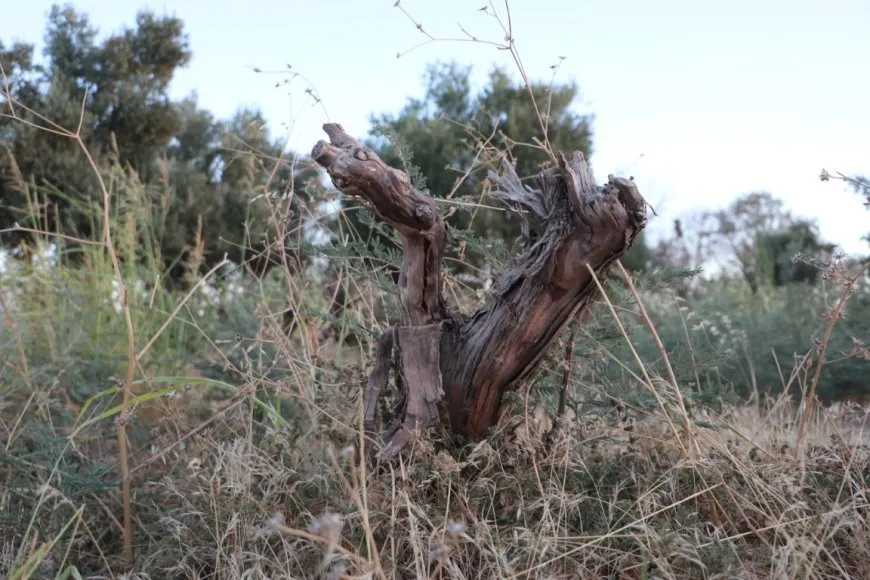 Piştî ku dewleta Tirk av girt darên li ber çemê Xabûrê tên birîn