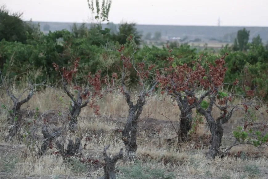 Piştî ku dewleta Tirk av girt darên li ber çemê Xabûrê tên birîn