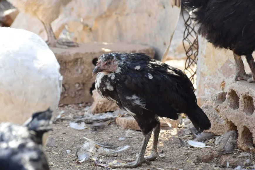 Ji ber şewba mirîşkan zirareke mezin bi beşa mirîşkan bûye
