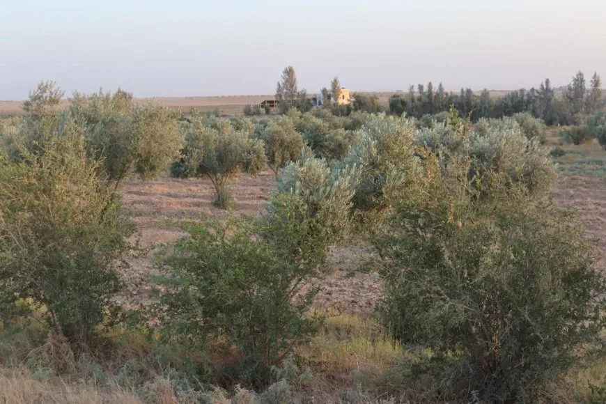 Li Reqayê çandin û berhema zeytûnan zêde dibe