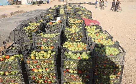 Rêbazek kevn a çandiniyê; bacanên kayê