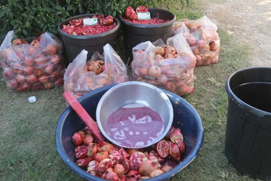 Remzeke herêma Dêrazorê; hinarên Sûsê