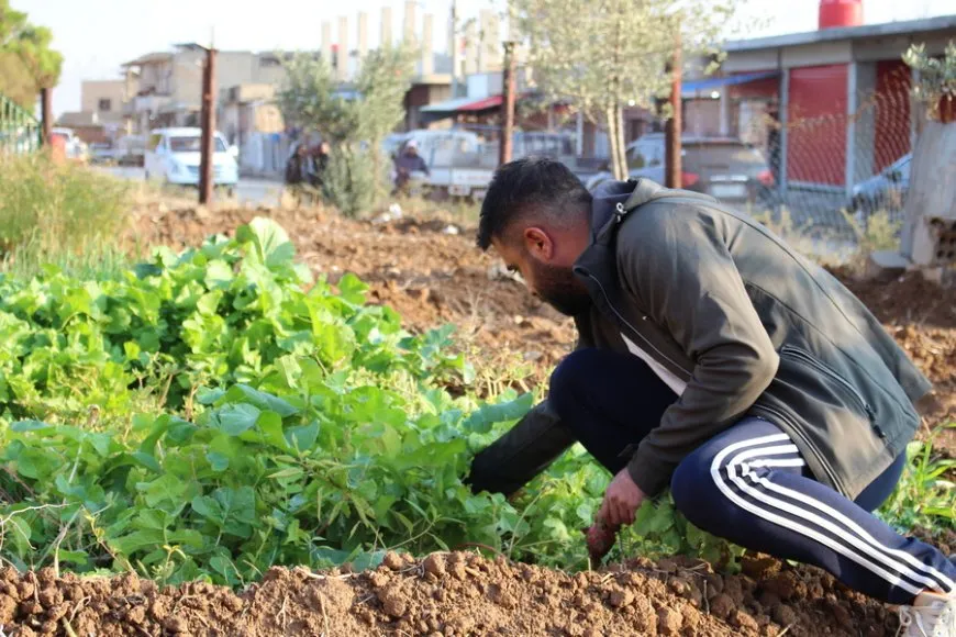 Di hewşa mala xwe de dest bi çandina zaferanê kir