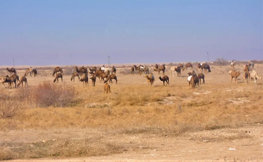 Ji bo çêregeh û avê xwediyên hêştiran diçin gola Xatûniyê