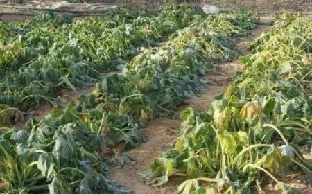 Şîret û rêbazên parastina berheman ji qeşayê