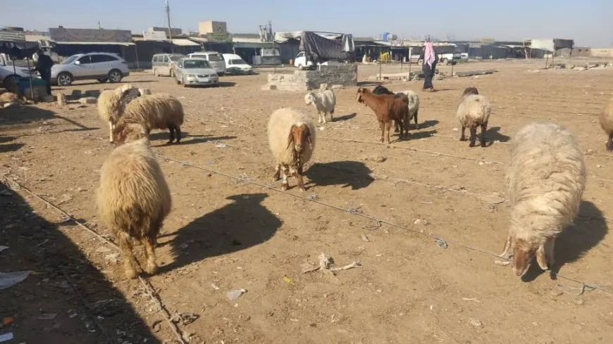 Ji ber hişksaliyê xwediyên pez rûbirûyî astengiyên mezin in