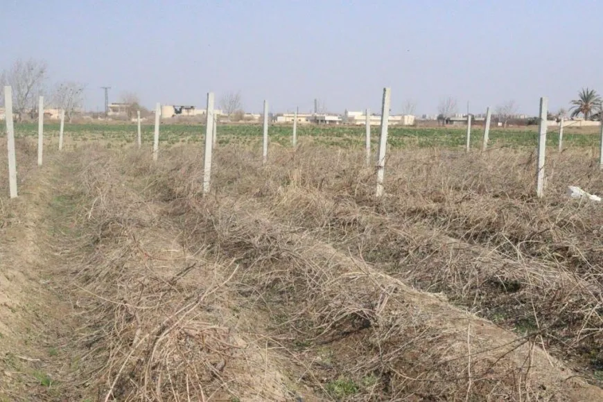 Cotkaran dest bi kesaxekirina darên fêkiyan kir