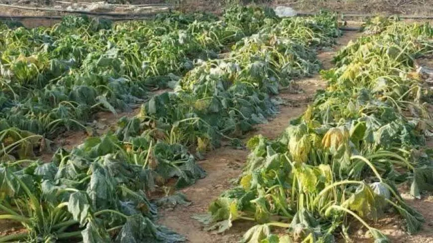 Şîret û rêbazên parastina berheman ji qeşayê
